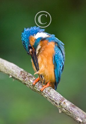 King Fisher DM0947